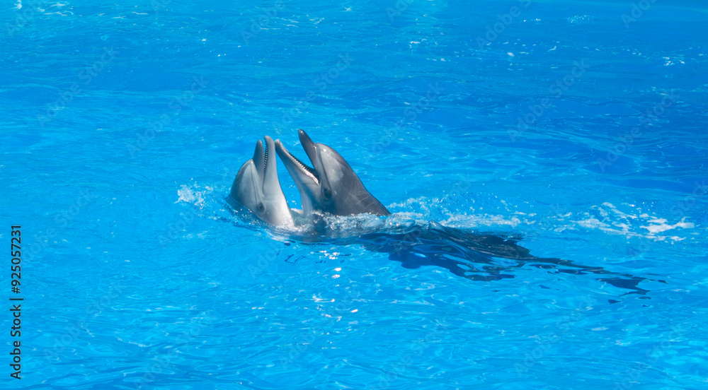 Fototapeta premium Dolphins perform at the dolphinarium