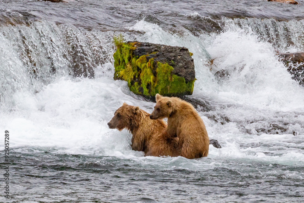 Katmai National Park - Bears and Salmon at Brooks Falls Katmai National Park - Bears and Salmon at Brooks Falls