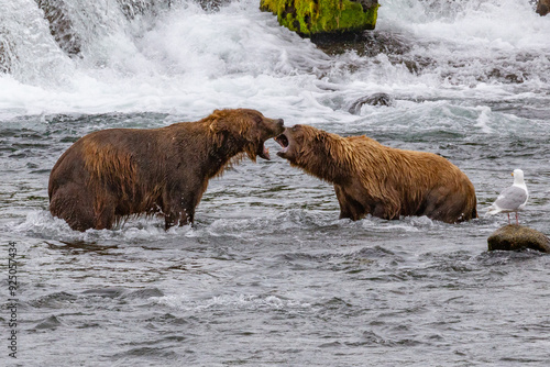 Katmai National Park - Bears and Salmon at Brooks Falls photo