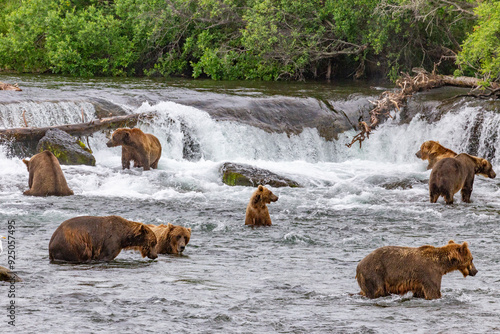 Katmai National Park - Bears and Salmon at Brooks Falls