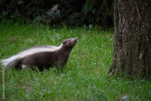 Striped skunk