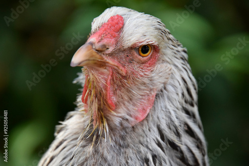 close up of a chicken