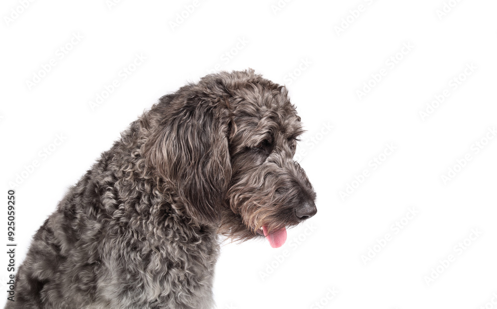 Labradoodle dog head shot. Side view of cute large grey puppy dog with pink tongue sticking out. Confident or happy body language. Gray female Labradoodle. Selective focus. White background. Labradoodle dog head shot. Side view of cute large grey puppy dog with pink tongue sticking out. Confident or happy body language. Gray female Labradoodle. Selective focus. White background.