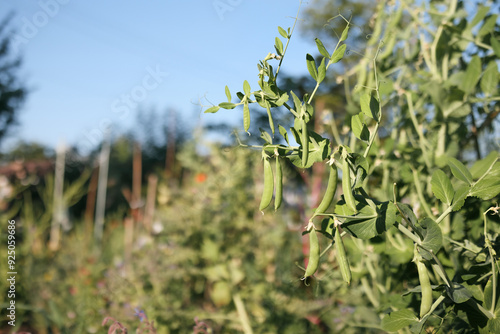 Many pea pod ready to harvest in defocused overgrown garden. Mature peas ready to be picked. Spring or summer vegetable grown in lush overgrown garden. Selective focus. Vancouver, BC, Canada photo