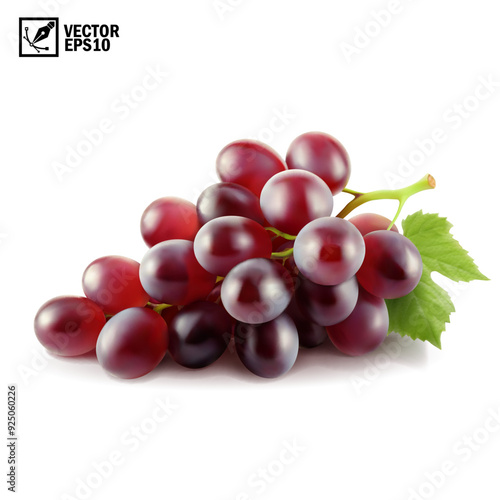 Realistic transparent isolated vector branch of red grapes lies on the surface