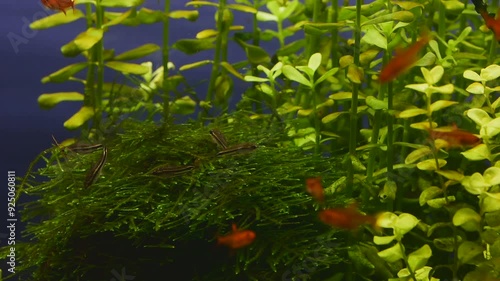 Tropical fresh water aquarium with live plants, different fishes and blue background