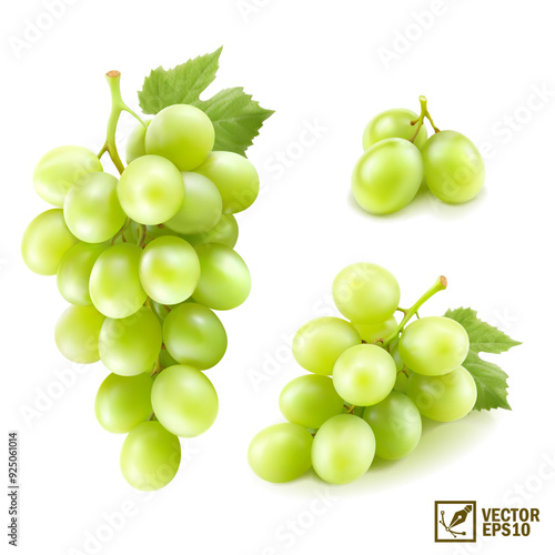 Realistic transparent isolated vector set branch of green grapes