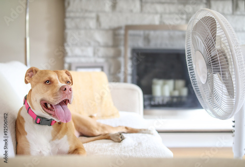 Happy dog with electric fan lying on sofa. Puppy dog stretched out enjoying cool air from fan. Dog panting. Keeping cat, dogs and pets cool in summer heat. Female Boxer Pitbull mix. Selective focus.