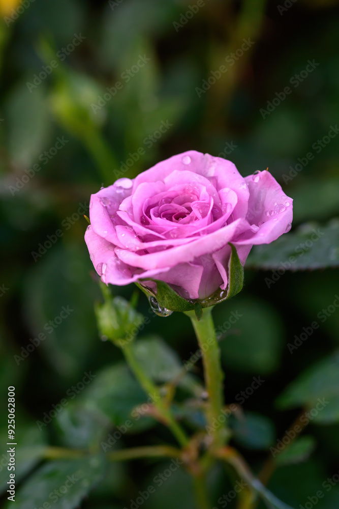A purple rose with water droplets on its petals blooms in the garden. A purple rose with water droplets on its petals blooms in the garden.