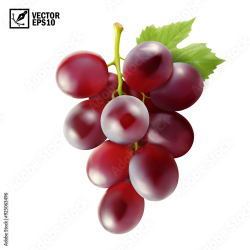 Realistic transparent isolated vector branch of red grapes