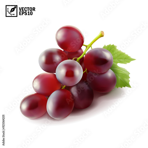 Realistic transparent isolated vector branch of red grapes lies on the surface