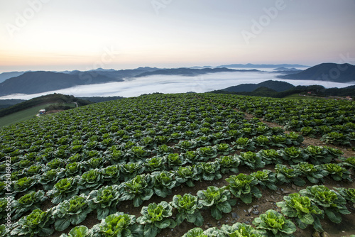 Gangneung-si, Gangwon-do, South Korea - July 26, 2022: Summer and dawn view of cabbage field against sea of clouds and mountain ridge at Anbandegi Field photo