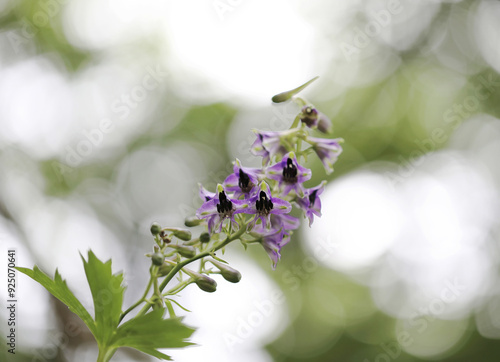 Low angle view of purple flowers of Hairy Maack's larkspur in the forest against sky at Ulju-gun near Ulsan, South Korea photo