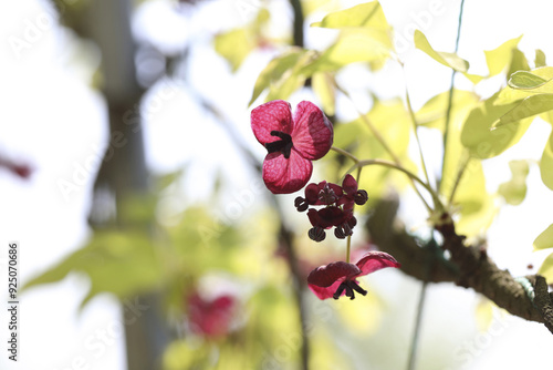 Close-up of pink flowers and green vine of clematis in spring at Ilsandong-gu near Goyang-si, South Korea photo