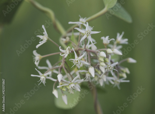 Close-up of white flowers of milkweed(Metaplexis) with vine and leaves at Seosin-myeon near Hwaseong-si, South Korea photo