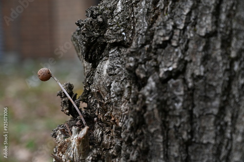 Acorn at an oaktree photo