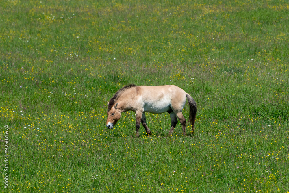 Equus ferus przewalskii, The wild horse in the forest of national park. Equus ferus przewalskii, The wild horse in the forest of national park.