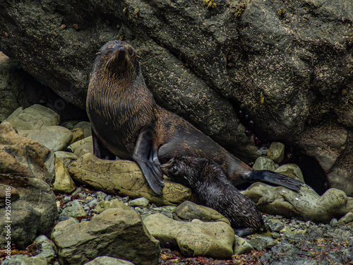 Welcome to New Zealand wildlife : Sea lions photo