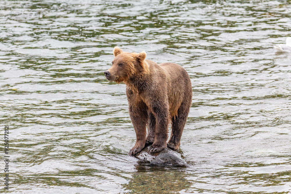 Katmai National Park - Bears and Salmon at Brooks Falls Katmai National Park - Bears and Salmon at Brooks Falls