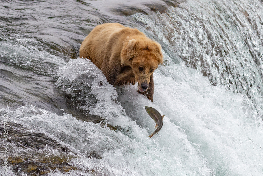 Katmai National Park - Bears and Salmon at Brooks Falls Katmai National Park - Bears and Salmon at Brooks Falls