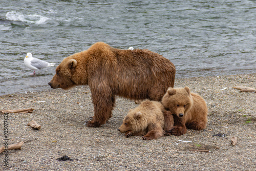 Katmai National Park - Bears and Salmon at Brooks Falls photo