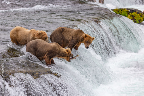 Katmai National Park - Bears and Salmon at Brooks Falls photo