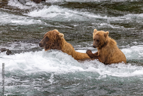 Katmai National Park - Bears and Salmon at Brooks Falls