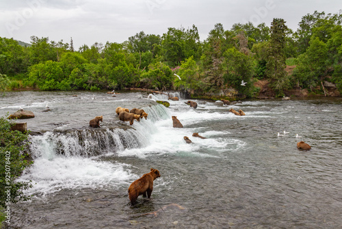 Katmai National Park - Bears and Salmon at Brooks Falls