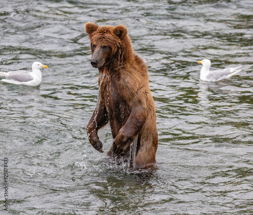 Katmai National Park - Bears and Salmon at Brooks Falls