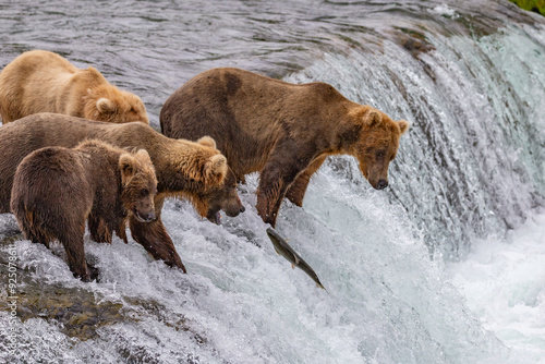 Katmai National Park - Bears and Salmon at Brooks Falls