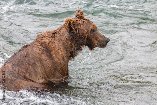 Katmai National Park - Bears and Salmon at Brooks Falls