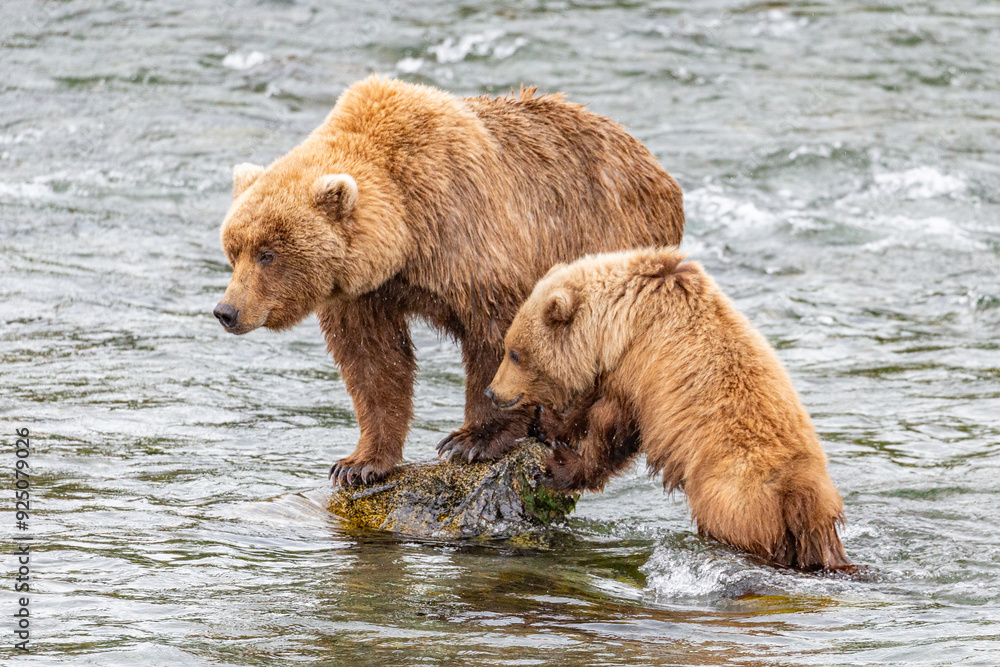 Obraz premium Katmai National Park - Bears and Salmon at Brooks Falls