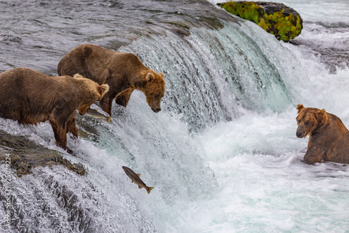Katmai National Park - Bears and Salmon at Brooks Falls
