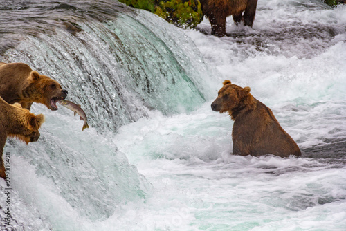Katmai National Park - Bears and Salmon at Brooks Falls