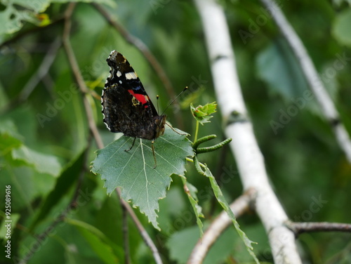 Vanessa atalanta on a birch leaf..