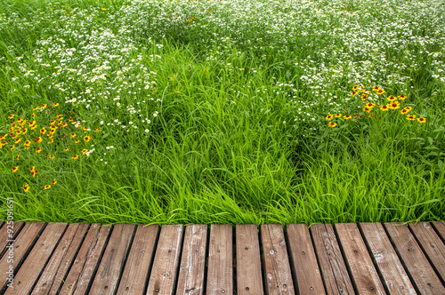 High angle view of wood deck trail with orange and white flowers of calliopsis and daisy fleabane on grass field near Seosicheon Stream at Gurye-gun, South Korea photo