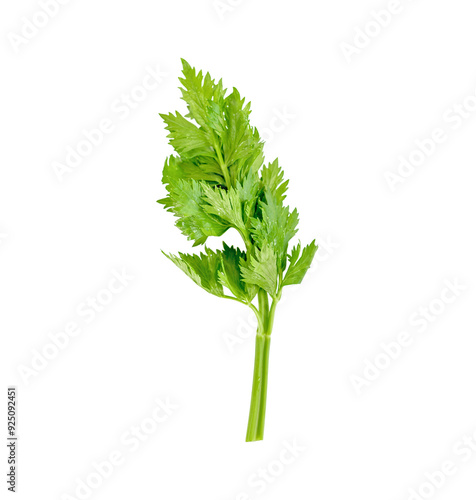 Fresh celery transparent png