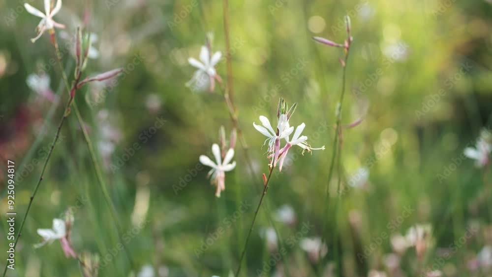 Oenothera gaura. Oenothera lindheimeri or white gaura or Indian feather. Gaura Whirling butterflies in garden. Oenothera gaura. Oenothera lindheimeri or white gaura or Indian feather. Gaura Whirling butterflies in garden.
