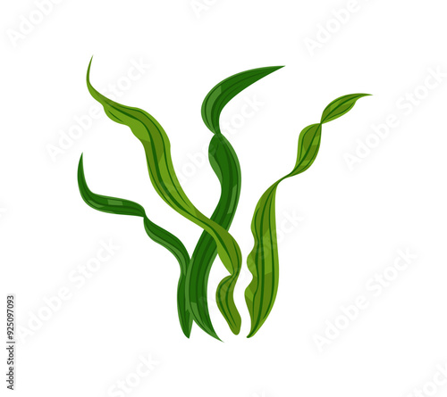 Art & IllustratSeaweed vector illustration. Cartoon flat icon of algaeion