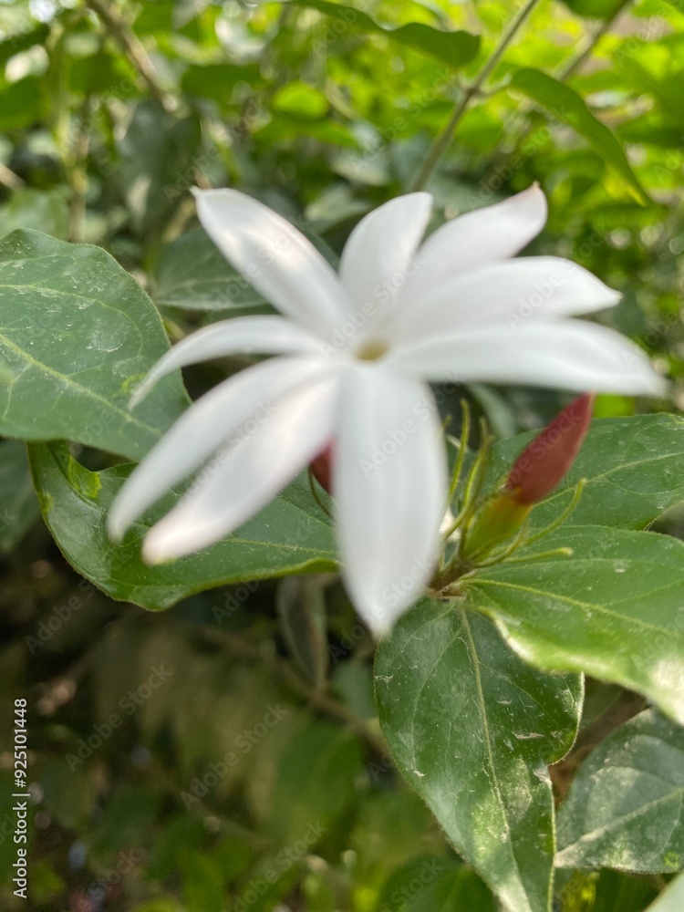 Fototapeta premium flowers,red,yellow,plants,moth