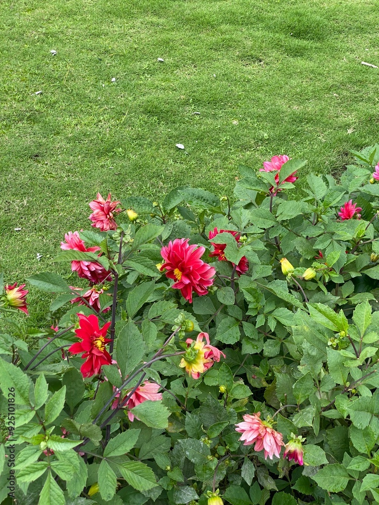 Naklejka premium flowers,red,yellow,plants,moth