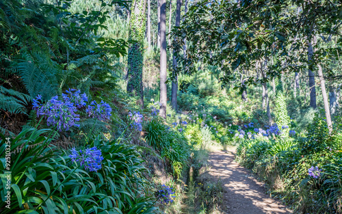 Flora and vegetation along the Levada Serra do Faial