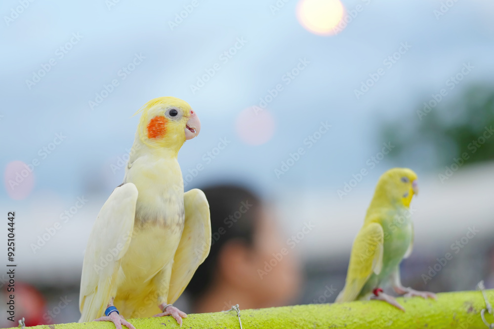 Fototapeta premium Cockatiel cute small bird standing on long bar.
