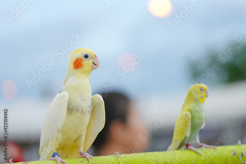 Cockatiel ​​cute small bird standing on long bar.