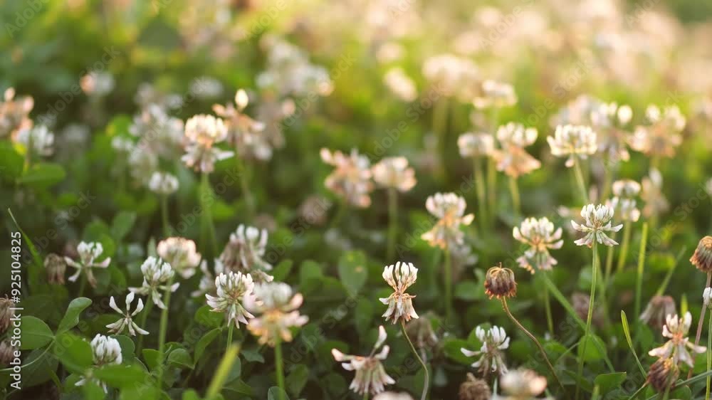 White clover flowers at sunset. Trifolium repens the white clover is a herbaceous perennial plant. Field of blooming white clover White clover flowers at sunset. Trifolium repens the white clover is a herbaceous perennial plant. Field of blooming white clover