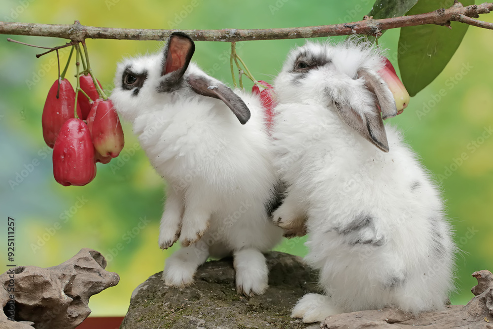 Fototapeta premium A pair of rabbits are eating water apples ripening on a tree. This rodent has the scientific name Lepus nigricollis.