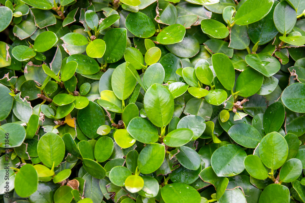 Background leaves The green color of the leaves looks refreshing in all aspects of living things. Natural green leaves Background leaves The green color of the leaves looks refreshing in all aspects of living things. Natural green leaves