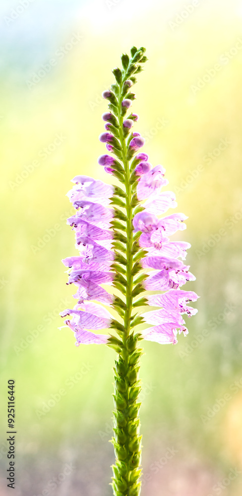 Obraz premium Physostegia virginiana flower growing in a greenhouse