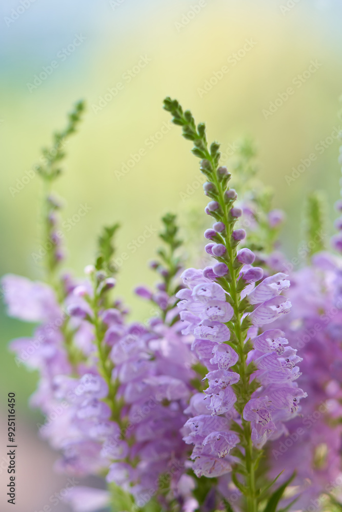 Obraz premium Physostegia virginiana flower growing in a greenhouse