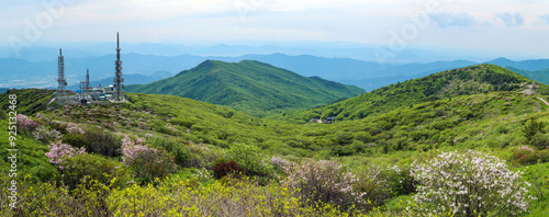 Gurye-gun, Jeollanam-do, South Korea - May 30, 2020: Panoramic and spring view of pink azalea flowers on Nogodan Pass against transmission tower and Nogodan Shelter at Jirisan Mountain photo